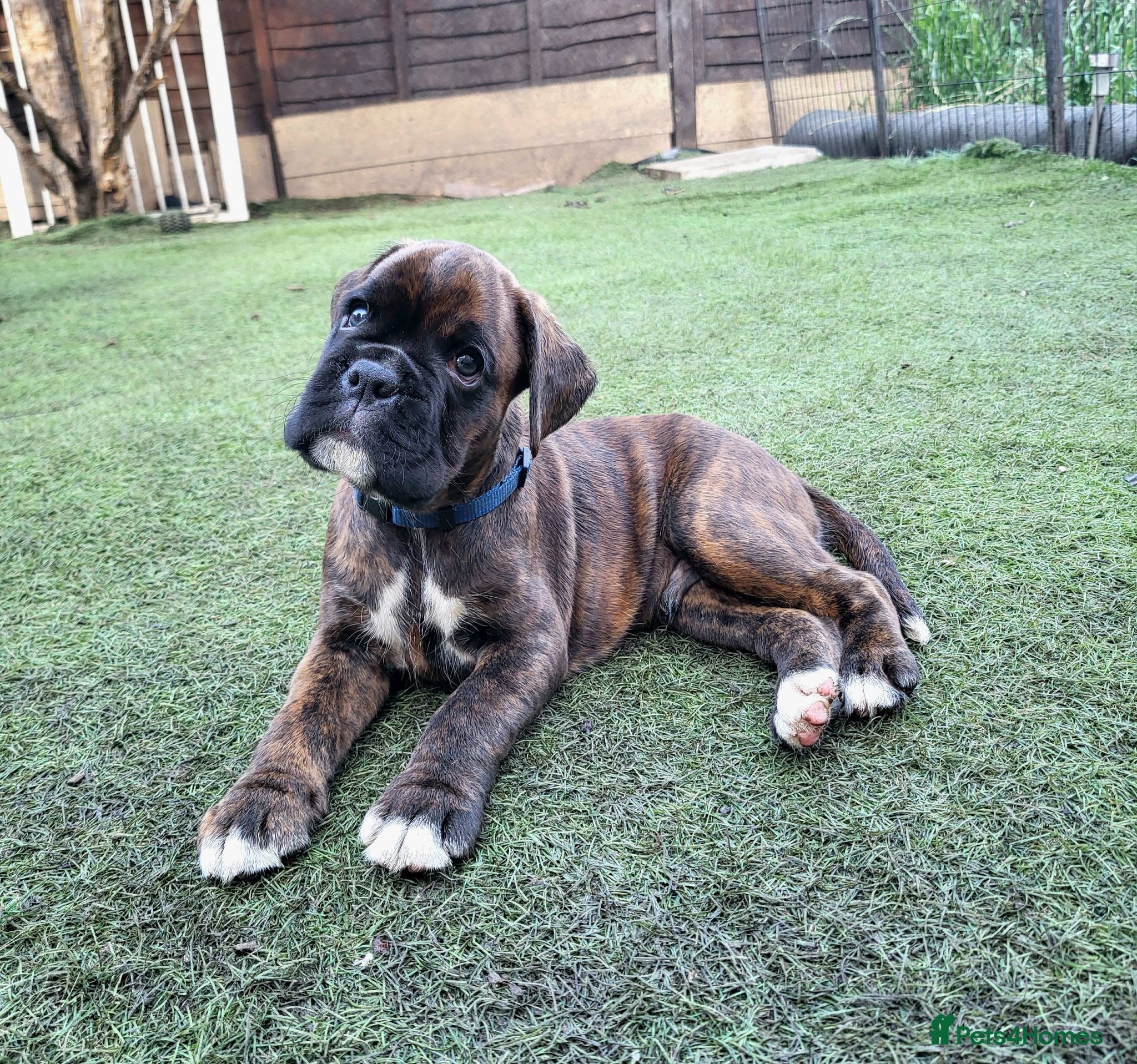 Boxer dogs Bobtail/tailed Boxer puppy - Advert 6