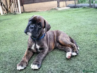 Boxer dogs Bobtail/tailed Boxer puppy - Advert 1