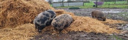 Pig livestock for sale: Minature Pigs (7/8 Juliana) - Advert 9