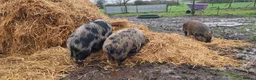 Pig livestock for sale: Minature Pigs (7/8 Juliana) - Advert 9