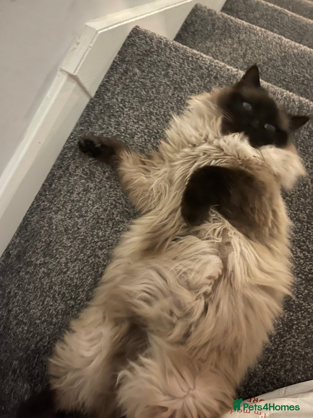 Ragdoll cats for sale: Ragdoll for rehoming - Advert 3