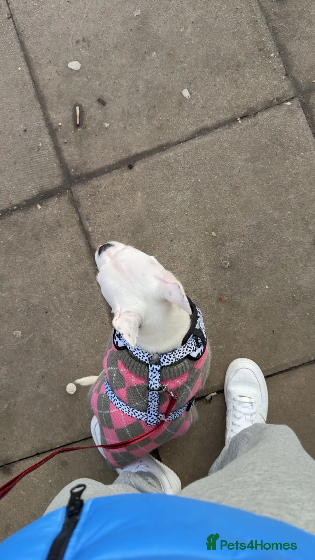 Mixed Breed dogs for sale: Staffy x French bulldog  - Advert 3