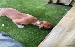 Boxer dogs for sale: A Second Chance for a Gentle Boxer - Advert 13