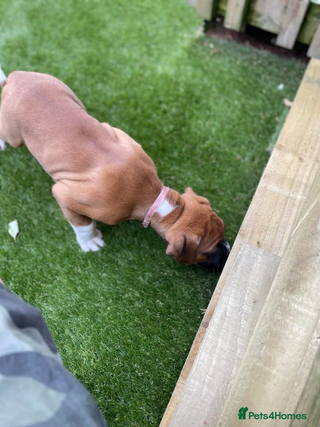 Boxer dogs for sale: A Second Chance for a Gentle Boxer - Advert 13