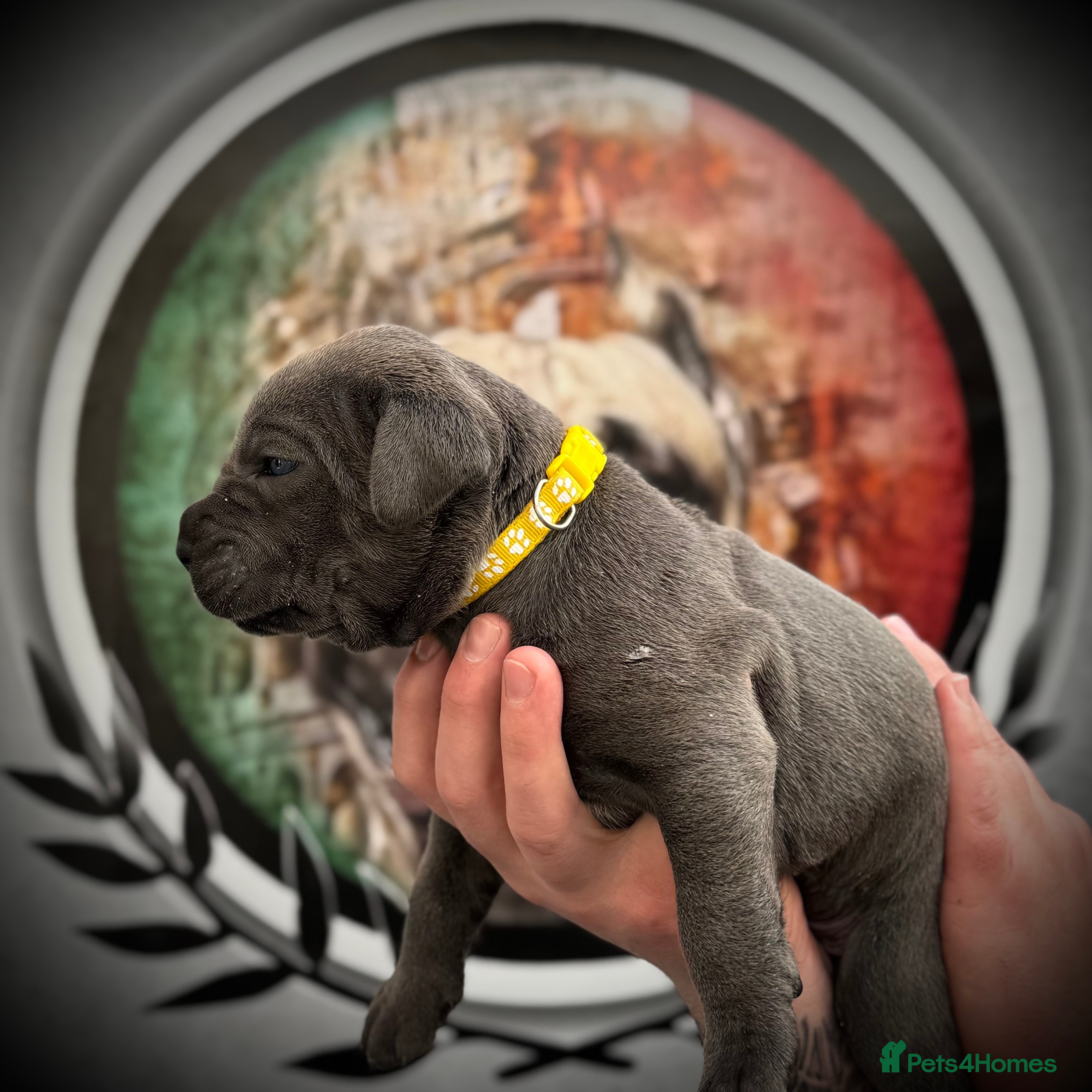 Cane Corso dogs 🐾 PatoSquad Cane Corso – Premium Litter 🐾 - Advert 2