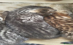Scottish Fold cats for sale: Scottish Fold kittens -waiting list NOW OPEN! 😻 - Image 10