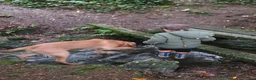 Labrador Retriever dogs for sale: Rex red fox lab in Yelverton - Advert 5
