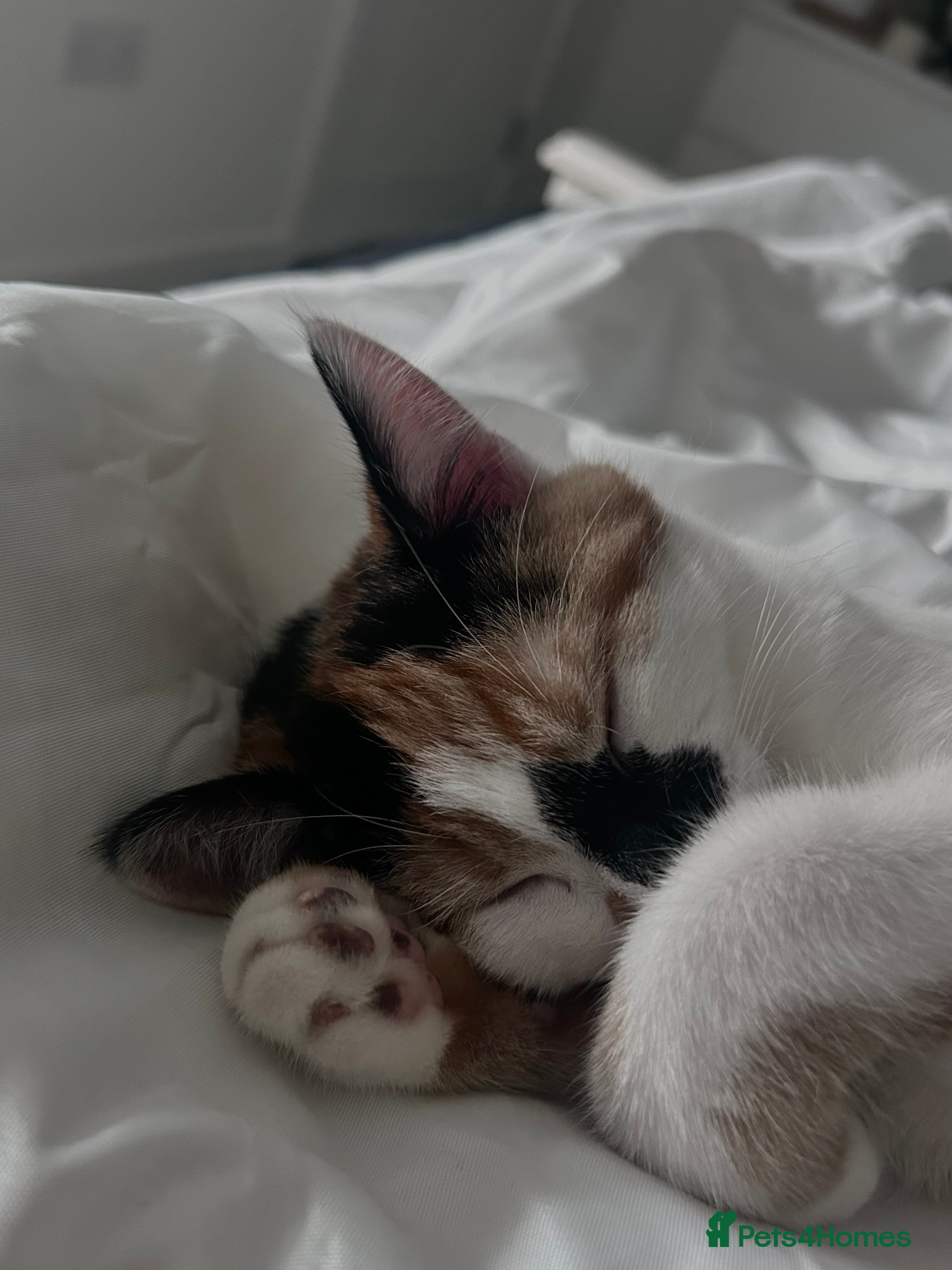 Mixed Breed cats Beautiful calico cat  - Advert 2