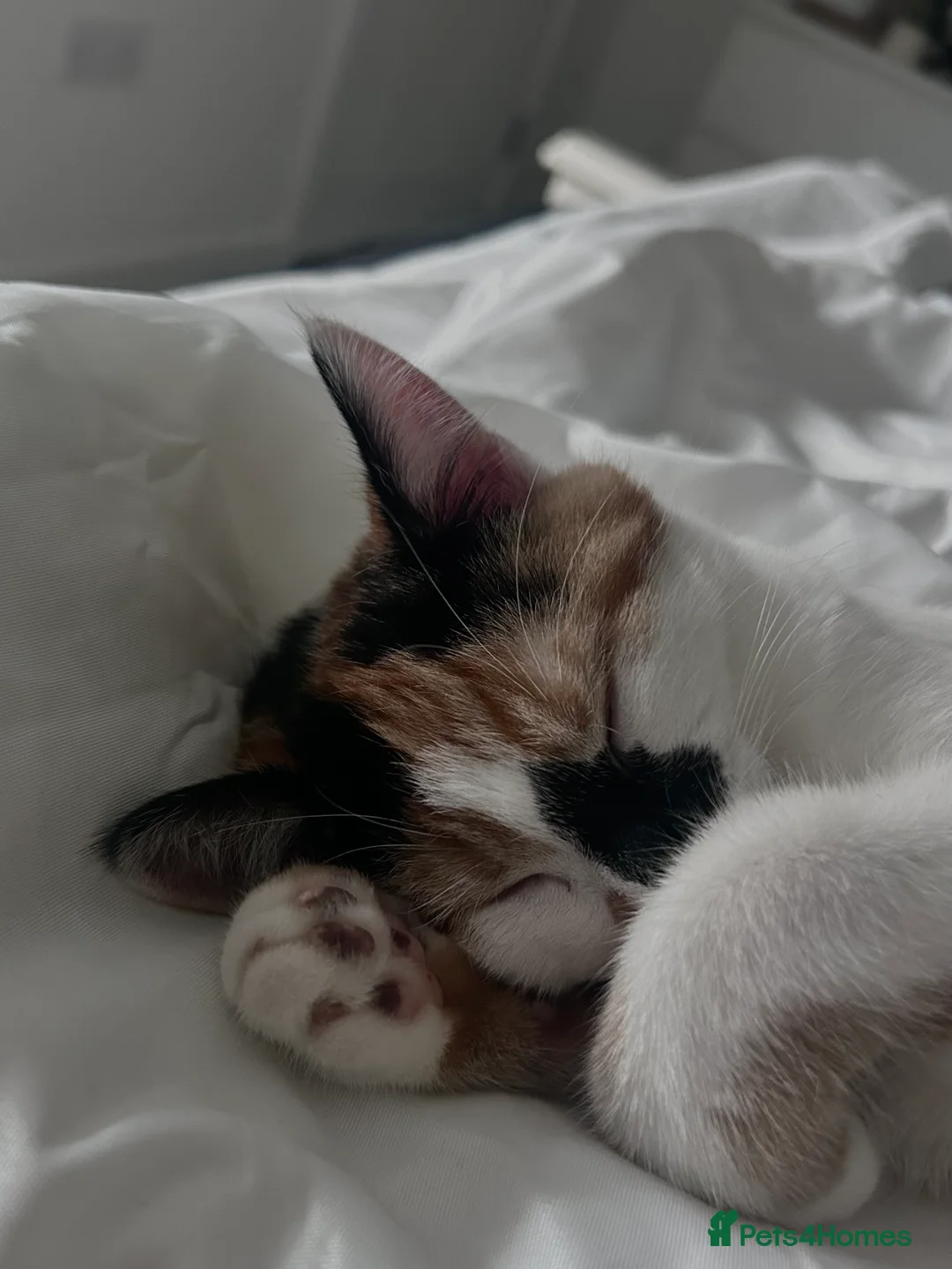 Mixed Breed cats for sale: Beautiful calico cat  - Advert 1