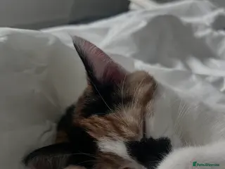 Mixed Breed cats Beautiful calico cat - Advert 2