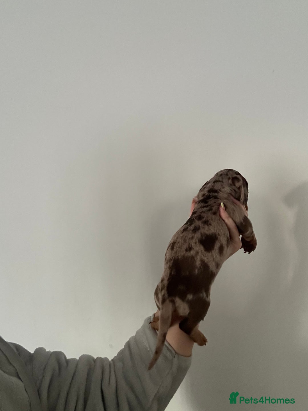 Miniature Dachshund dogs for sale: Miniature dashounds  - Advert 4