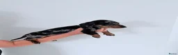 Miniature Dachshund dogs for sale: KC Mini Dachshund Puppies **READY NOW** - Advert 5