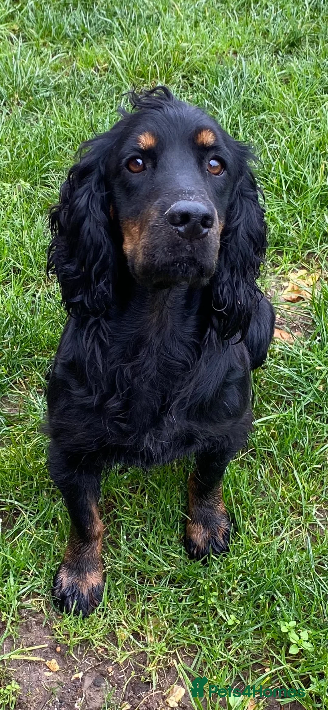Cocker Spaniel dogs for stud: KC REGISTERED WORKING COCKER AVAILABLE AT STUD in New Milton - Advert 14
