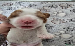 Cavalier King Charles Spaniel dogs for sale: Fully health tested included MRI scan  - Image 3