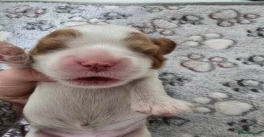 Cavalier King Charles Spaniel dogs - Advert 12