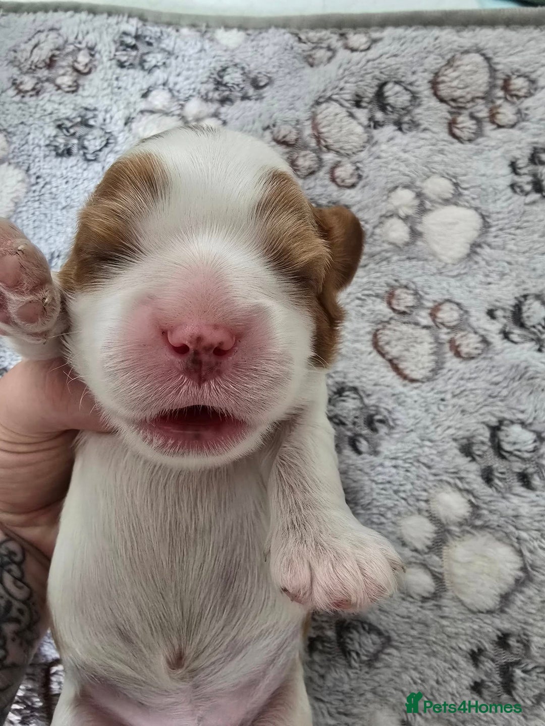 Cavalier King Charles Spaniel dogs for sale: Fully health tested included MRI scan  - Image 3