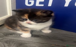 Persian cats for sale: Litter of beautiful Persian kittens   - Image 3