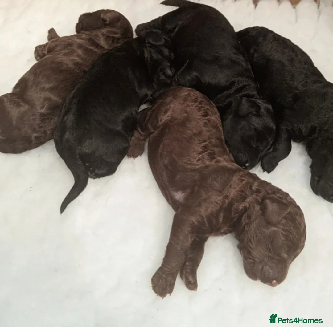 Miniature Poodle dogs for stud: Miniature Poodle DNA tested Stud. Apricot in Pershore - Advert 4