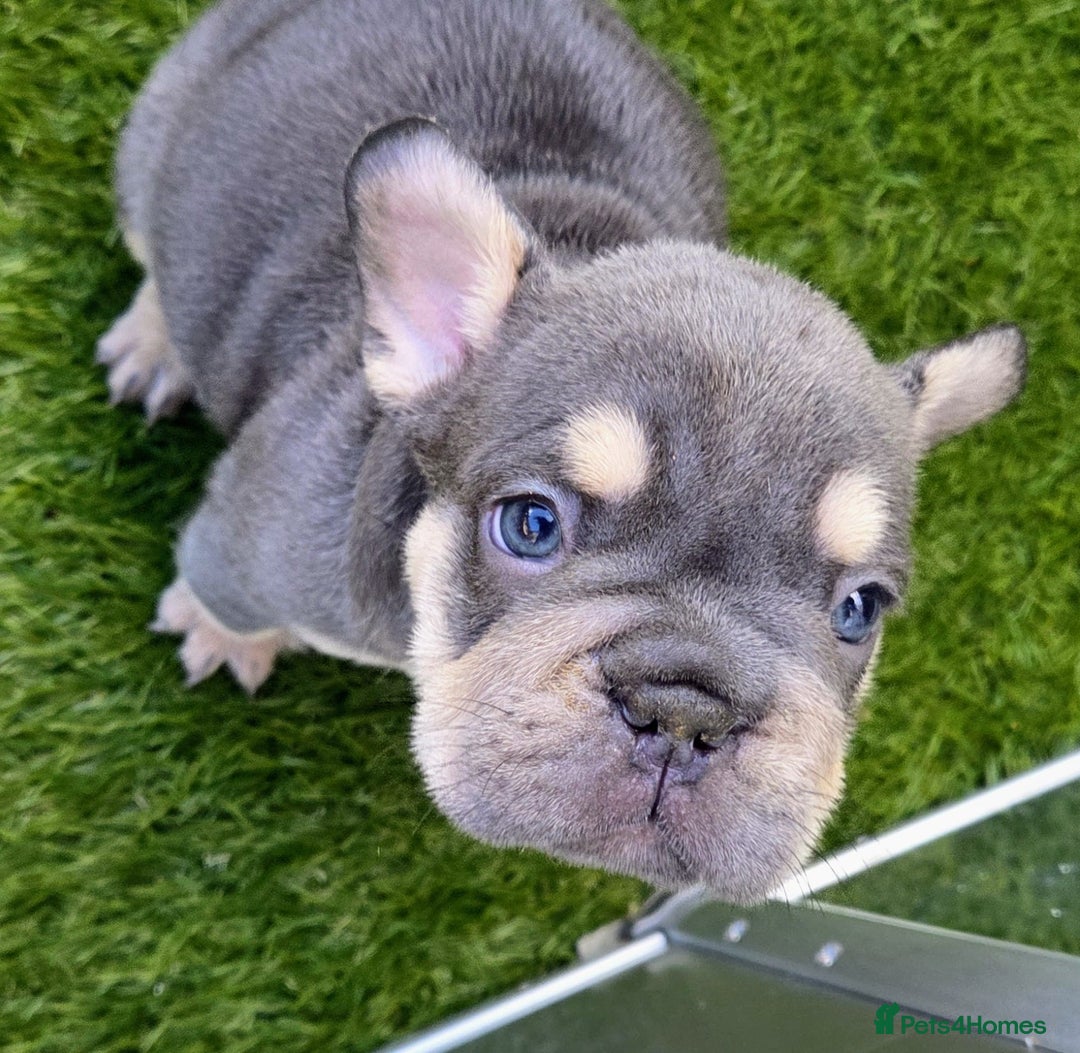 French Bulldog dogs for sale: New shade french bulldogs - Advert 23