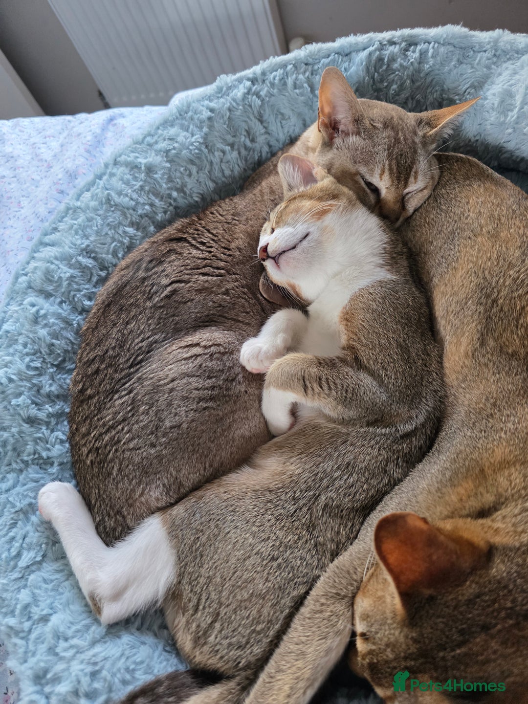 Singapura cats for sale: Accidental Singapura x Abyssinian x Moggie in Lowestoft - Image 17