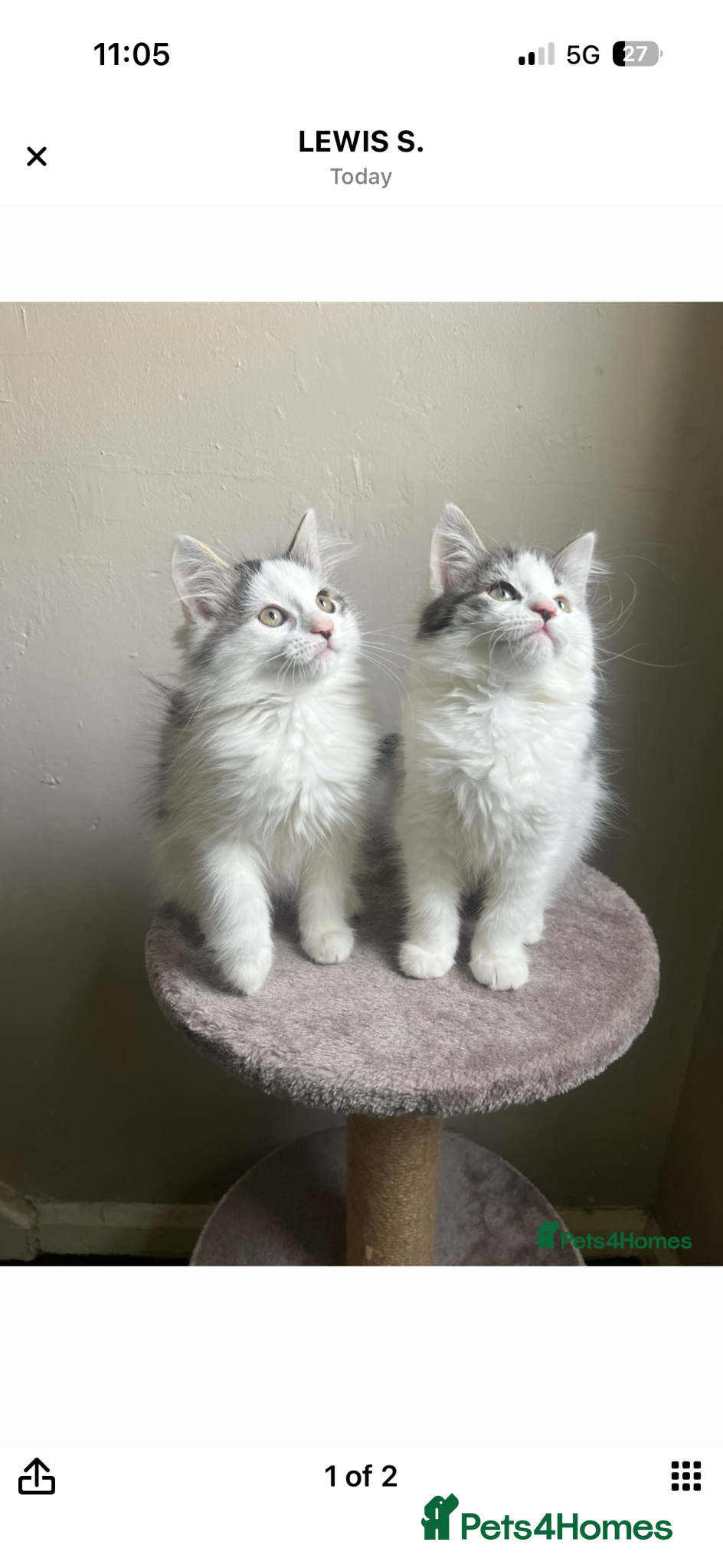 Mixed Breed cats Adorable young kitten - friendly, and cuddly  - Advert 1