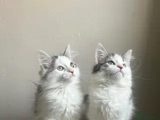 Mixed Breed cats Adorable young kitten - friendly, and cuddly - Advert 1