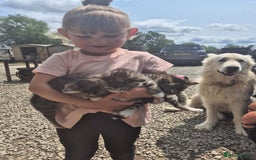 Mixed Breed cats for sale: Tabby girls - Image 6