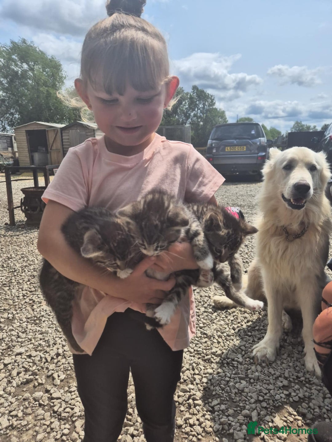 Mixed Breed cats for sale: Tabby girls - Image 6
