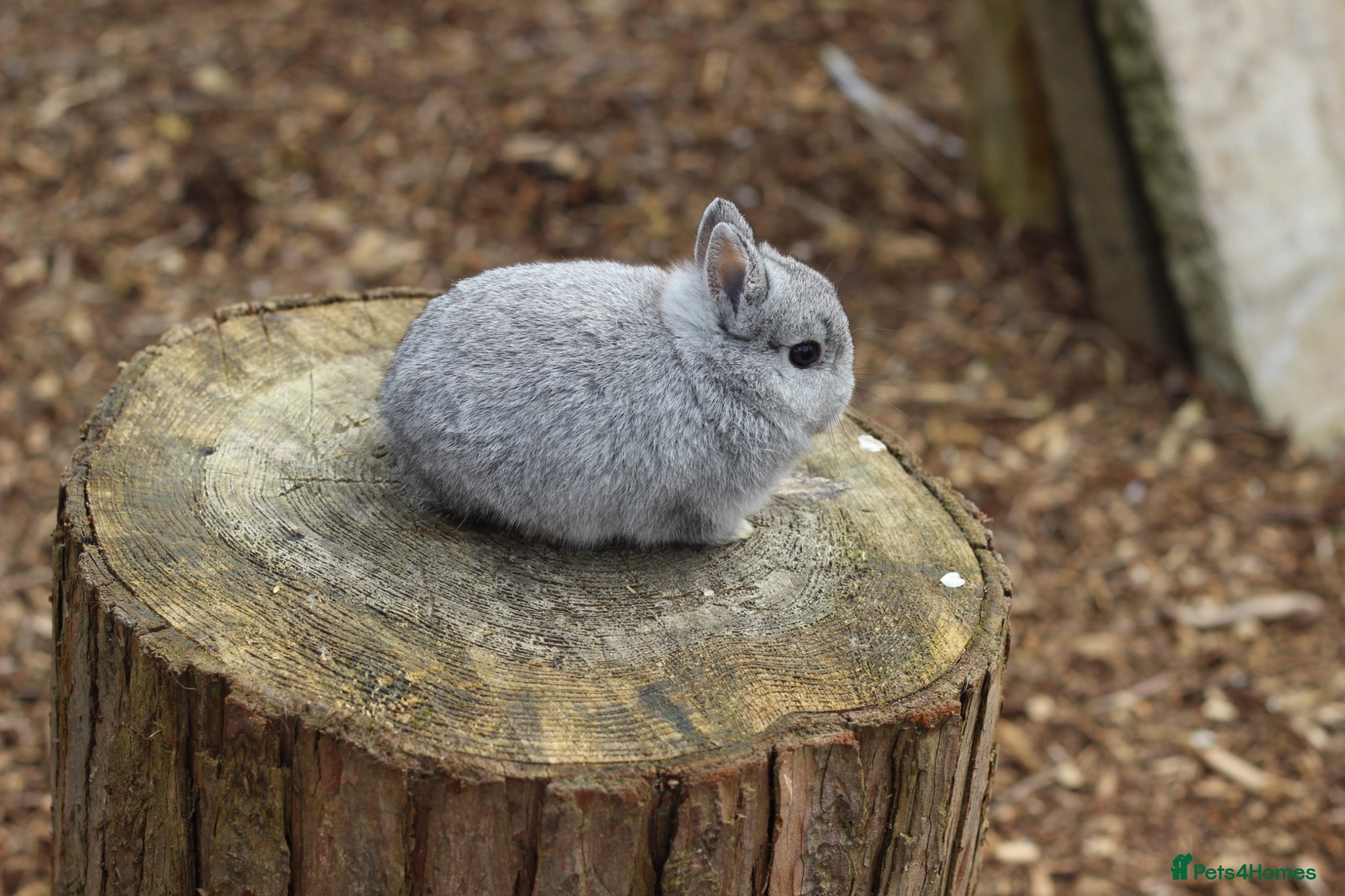 Netherland Dwarf rabbits Beautiful Netherland Dwarf Baby Rabbits  - Advert 6