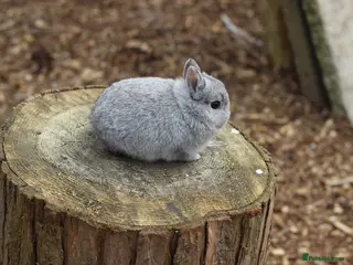 Netherland Dwarf rabbits Beautiful Netherland Dwarf Baby Rabbits - Advert 6