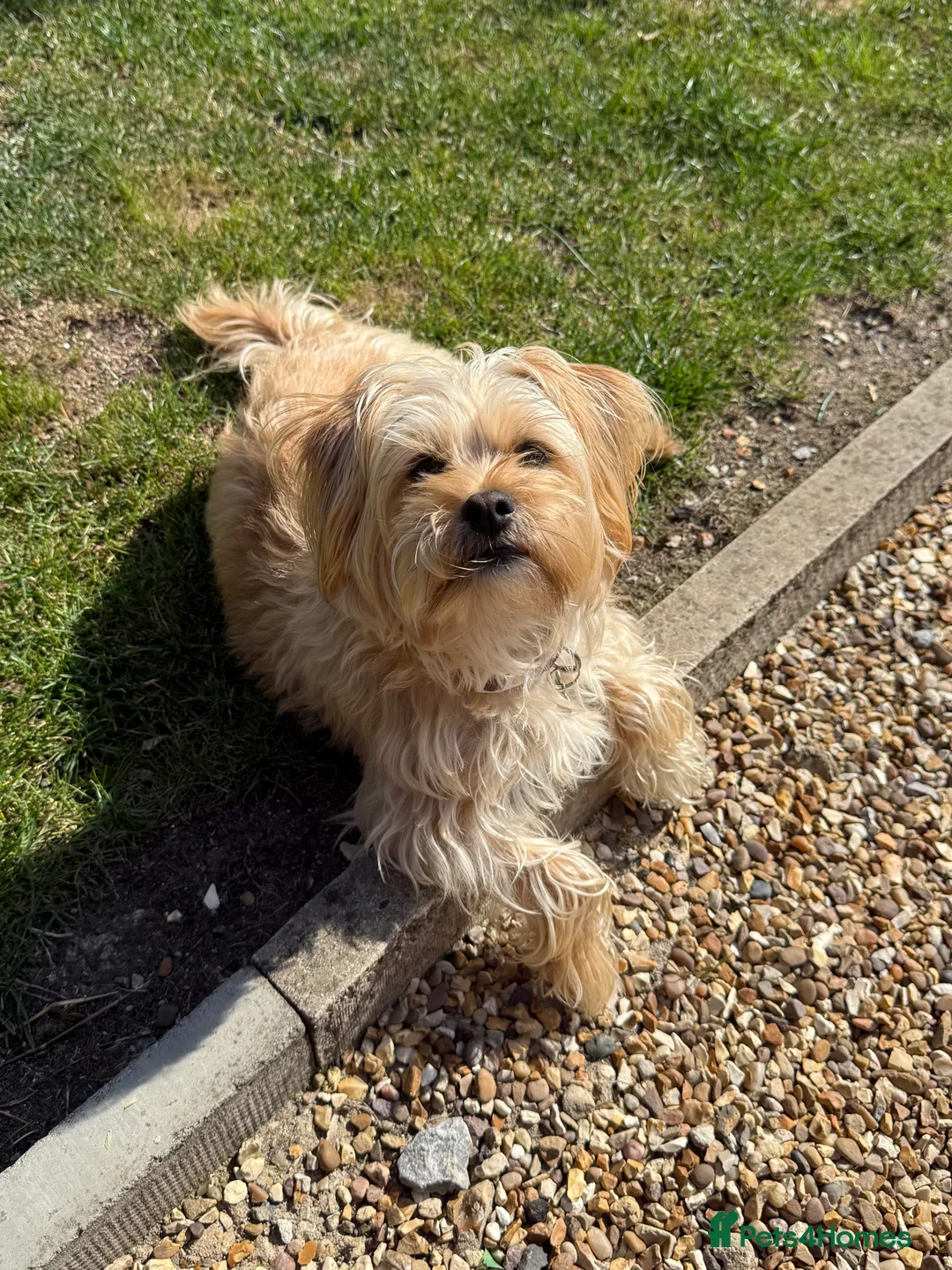 Lhasa Apso dogs for sale: READY NOW 2 beautiful lhatese boy pups  - Advert 14