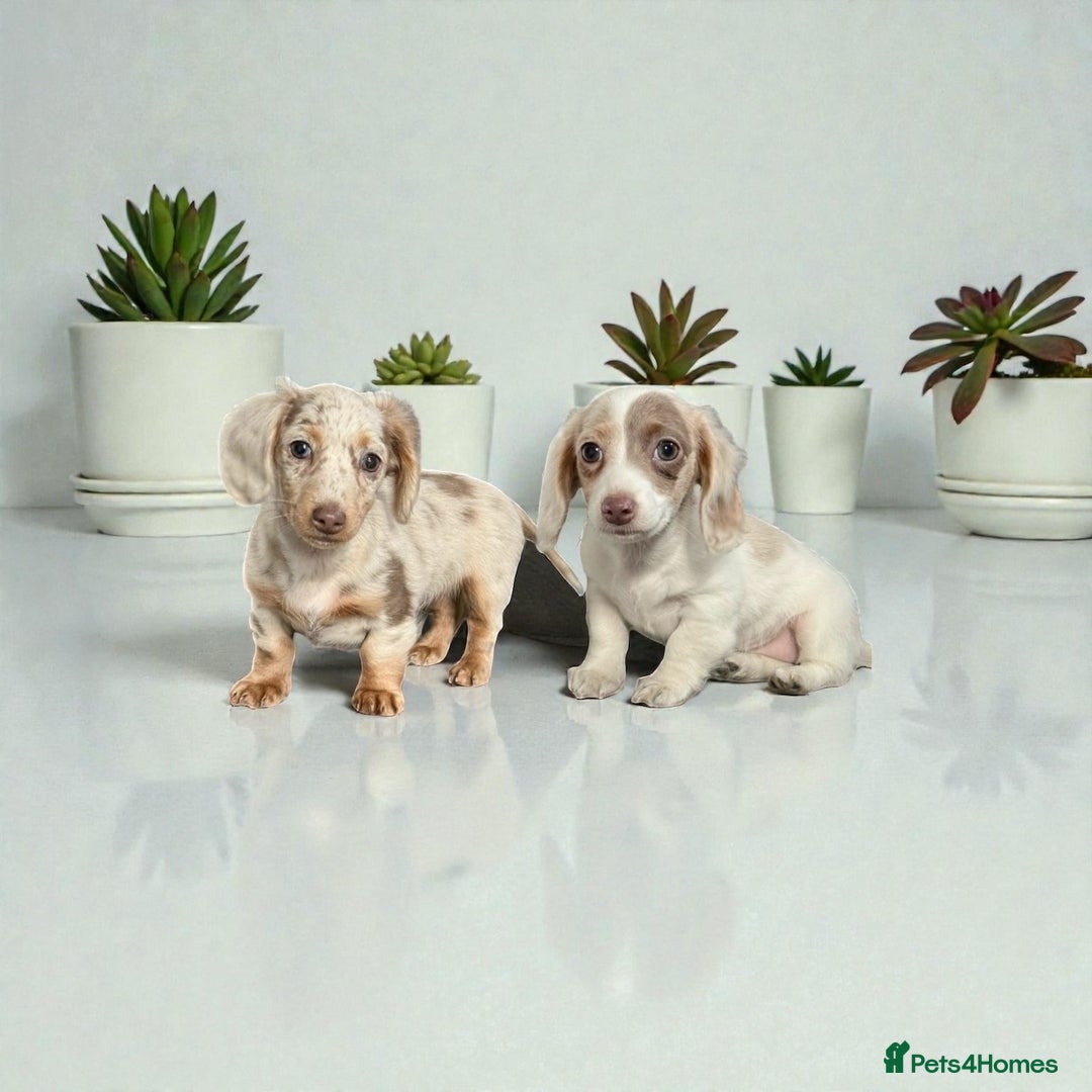 Miniature Dachshund dogs for sale: RE-OPENED AD 2x KC mini long haired 5* ready now  - Advert 1