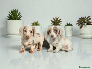 Miniature Dachshund dogs RE-OPENED AD 2x KC mini long haired 5* ready now - Advert 6