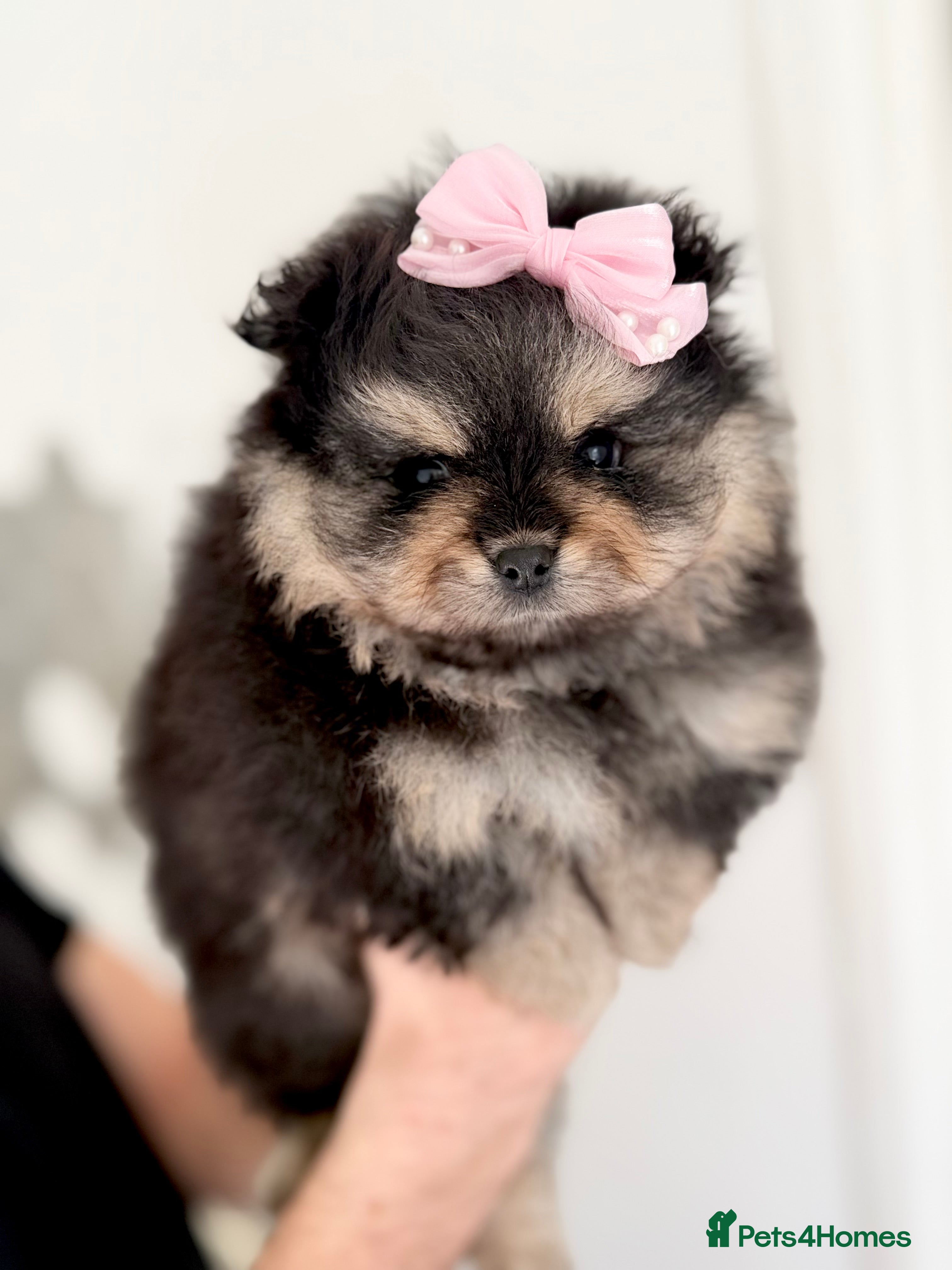 Pomeranian dogs Teddy Bear Pomeranian Puppy! CHAMPION BLOODLINES - Advert 1