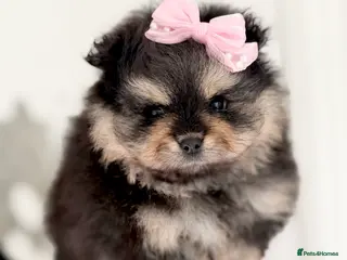 Pomeranian dogs Teddy Bear Pomeranian Puppy! CHAMPION BLOODLINES - Advert 1