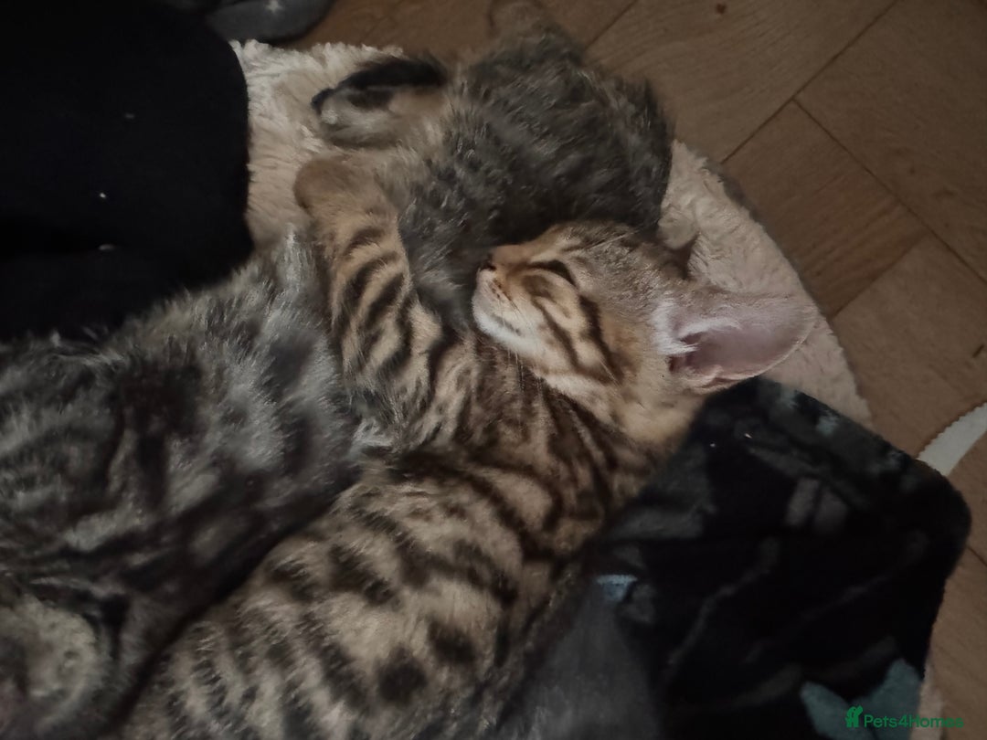 Mixed Breed cats for sale: 2 kittens 1 male 1 female  - Advert 1