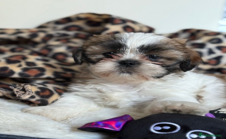 Shih Tzu dogs - Advert 1