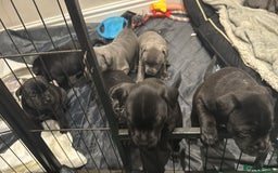 Staffordshire Bull Terrier dogs for sale: Staffordshire Bull Terrier pups - Image 16