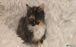 Maine Coon cats for sale: Lovely Maine coon babies  - Image 4