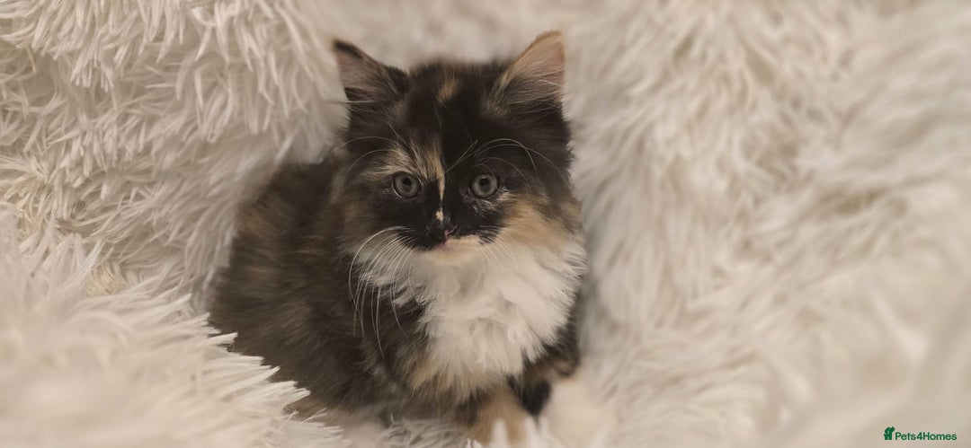 Maine Coon cats for sale: Lovely Maine coon babies  - Image 4
