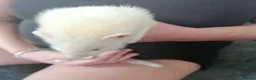 Ferret rodents for sale: ferret - Advert 4