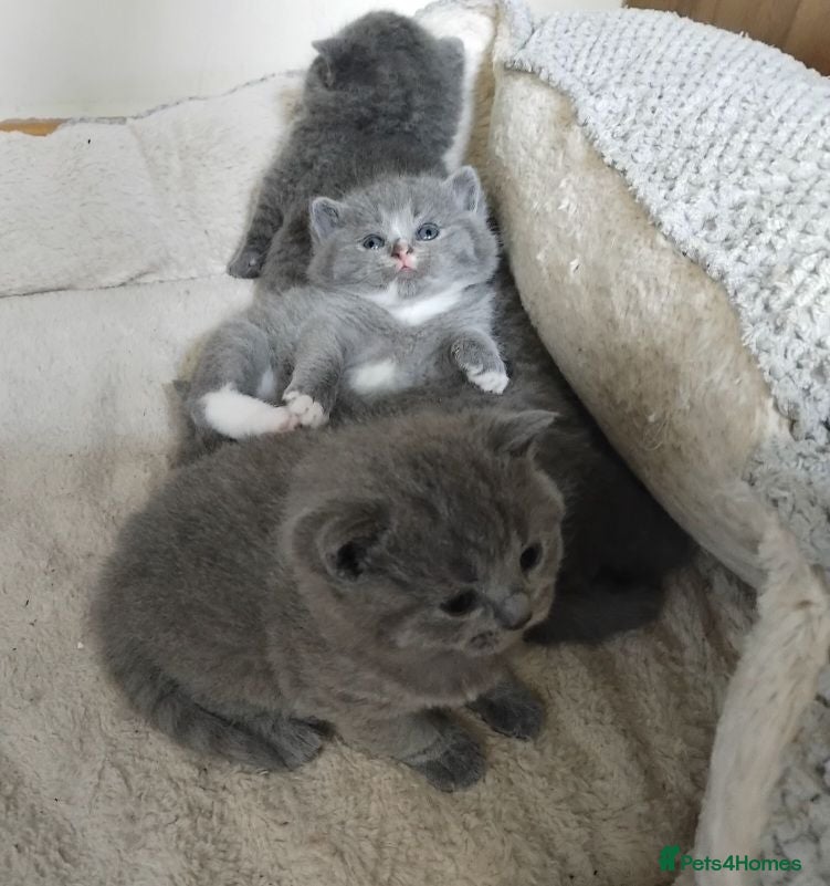 British Shorthair cats High quality BSH kittens available  - Advert 2