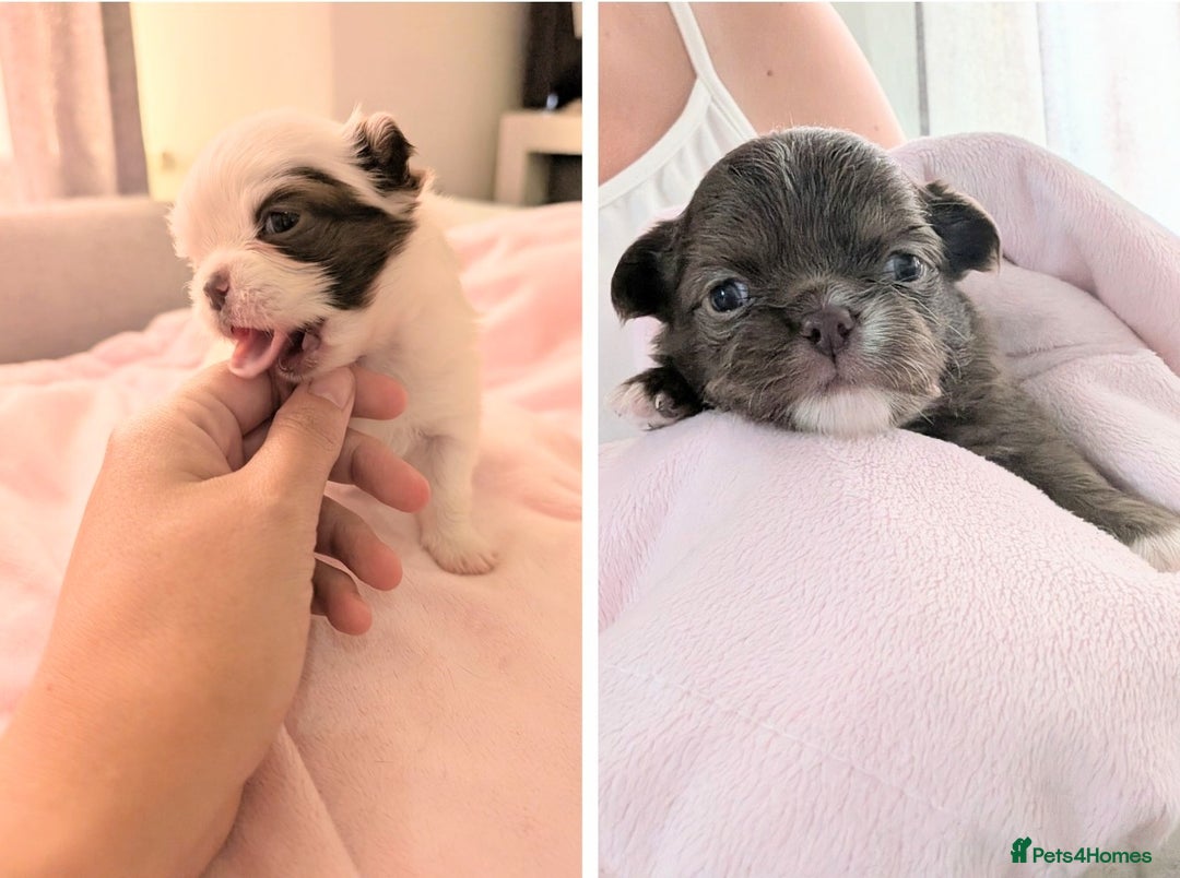 Chihuahua dogs for sale: 2 beautiful chocolate long coat KC reg Girls - Image 1