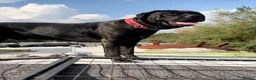Cane Corso dogs for sale: Stunning Cane Corso Puppies - Advert 3