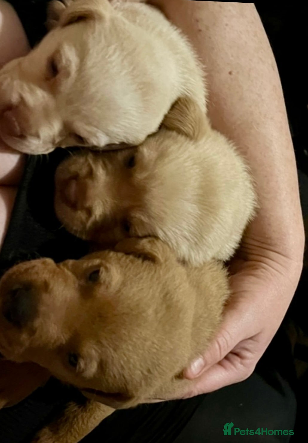 Labrador Retriever dogs Labrador Puppies - Advert 2