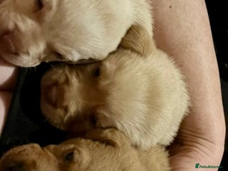 Labrador Retriever dogs Labrador Puppies - Advert 1