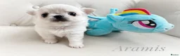 Chihuahua dogs for sale: KC quality chihuahua puppies LC Show line  - Advert 5
