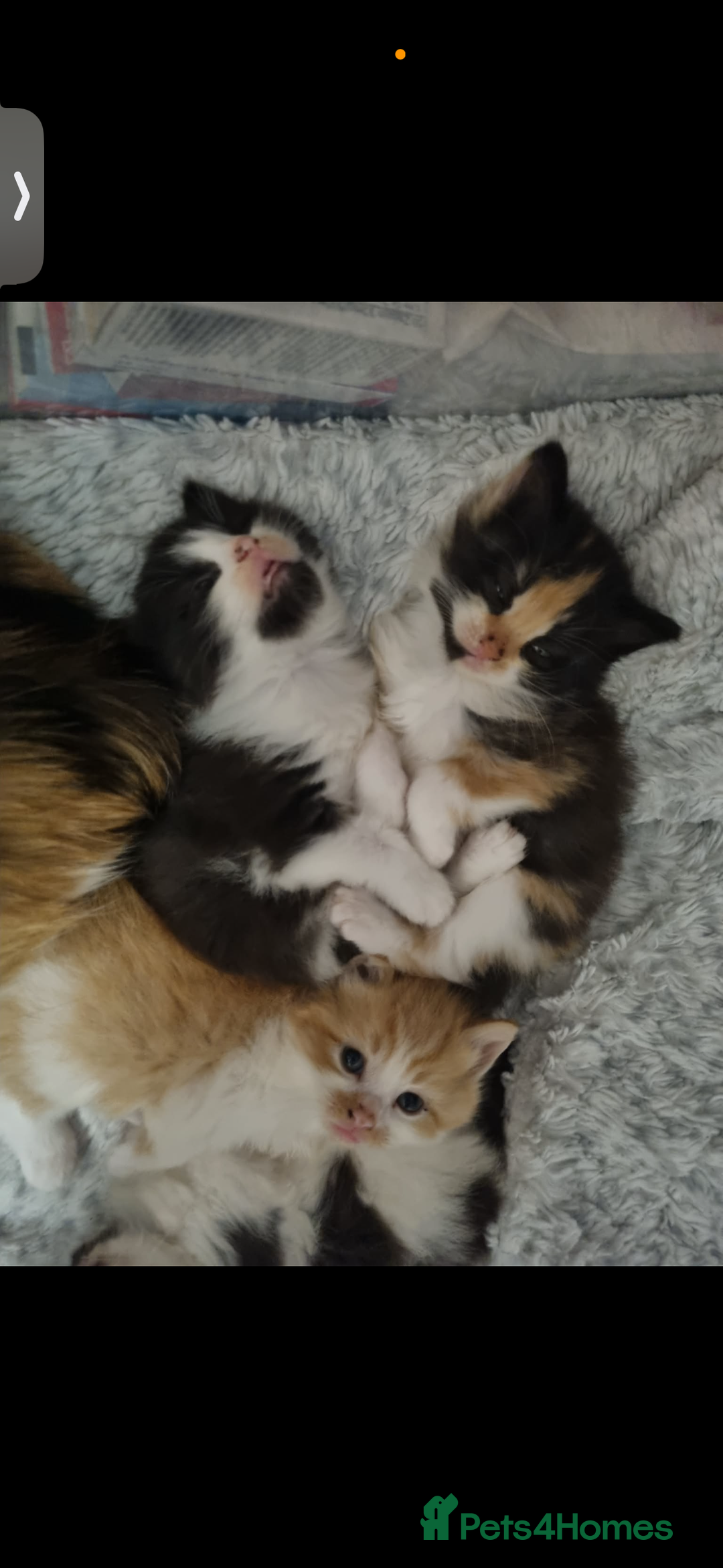 Mixed Breed cats for sale: 4 Kittens for sale - Advert 7