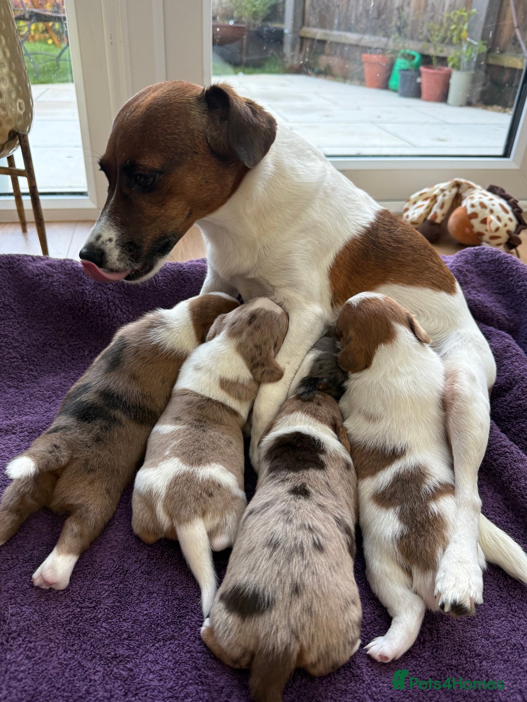 Jack Russell dogs for stud: Stunning Merle Jack Russell Male for Stud in Cambridge - Advert 13