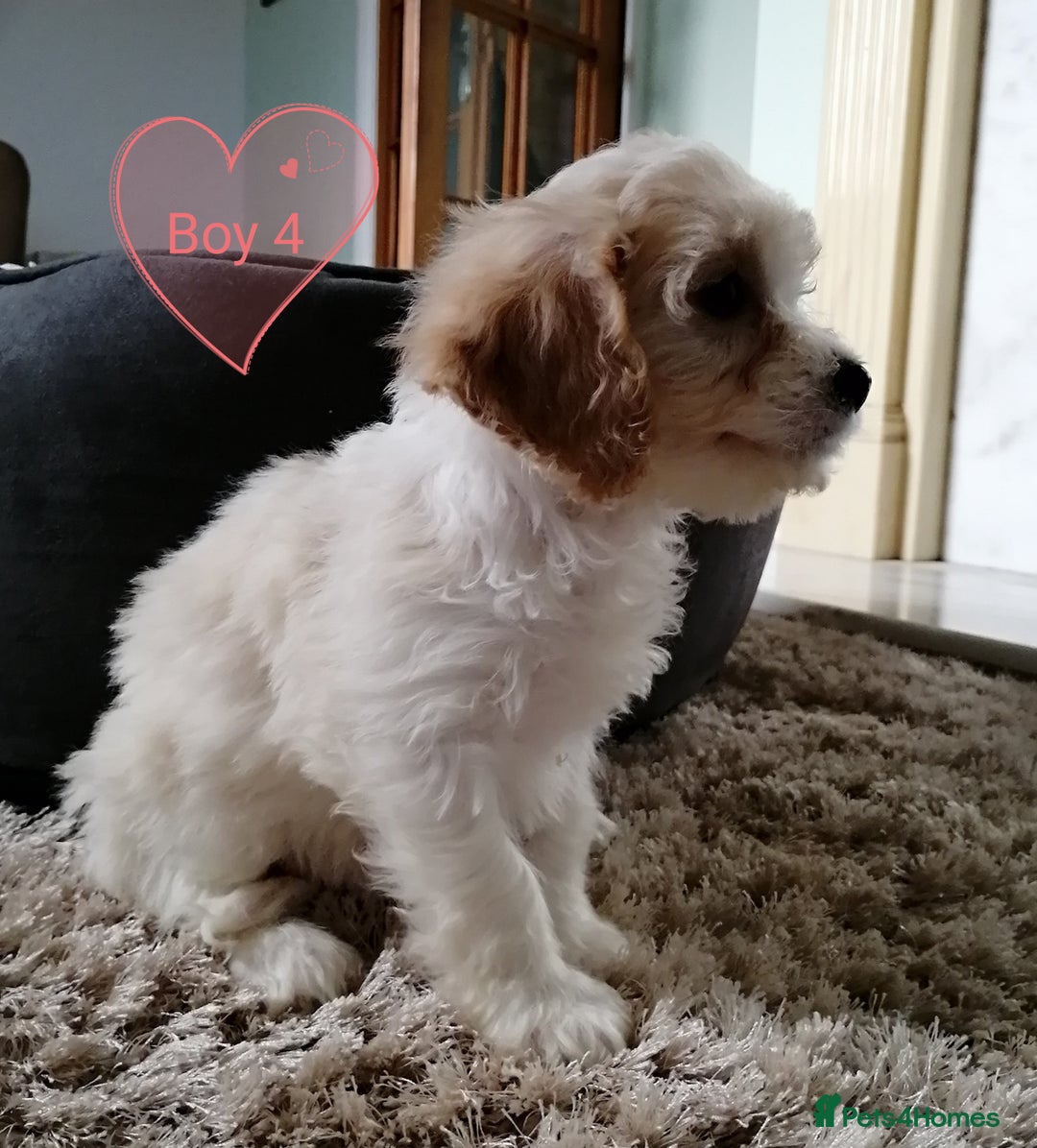 Cavachon dogs for sale: Cavachon Puppies - Image 22